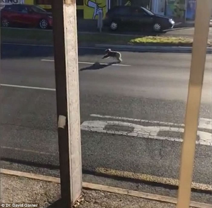 速度与激情?澳洲南部一只树熊在公路中央拔足狂奔