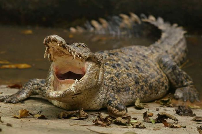 马来西亚沙巴州男子给鳄鱼喂鸡后抚摸其嘴部被咬断右腿