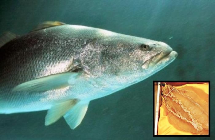 加尼福尼亚湾石首鱼的鱼膘,在亚洲市场的需求极高。