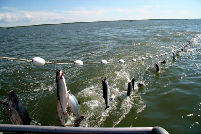 渔民非法将流刺网设于海中,把经过的海洋生物一网打尽。