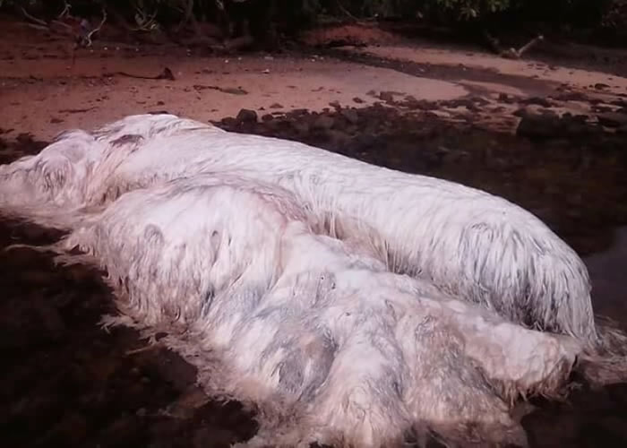 巨型白色长毛庞然大物被发现冲上菲律宾海滩。