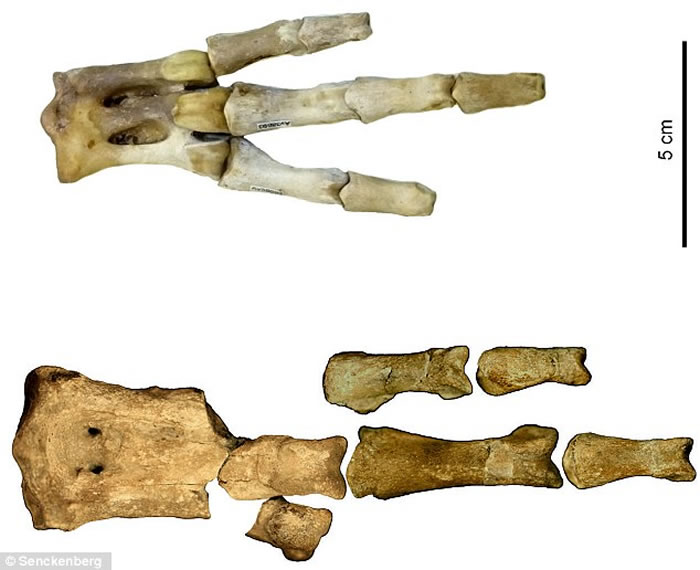 新西兰威马奴企鹅化石区中发现6500万年前新种企鹅化石 或曾与恐龙共舞