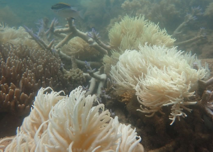 澳洲出现破纪录酷热天气 大堡礁珊瑚白化加剧