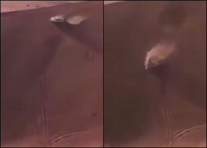 ԽҰ����ɳ�𶥲����¡�