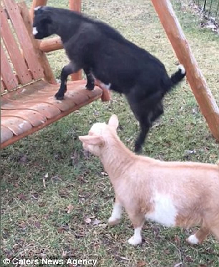 ������������һֻɽ���Ŵ��� ������ǧ̫�����赹