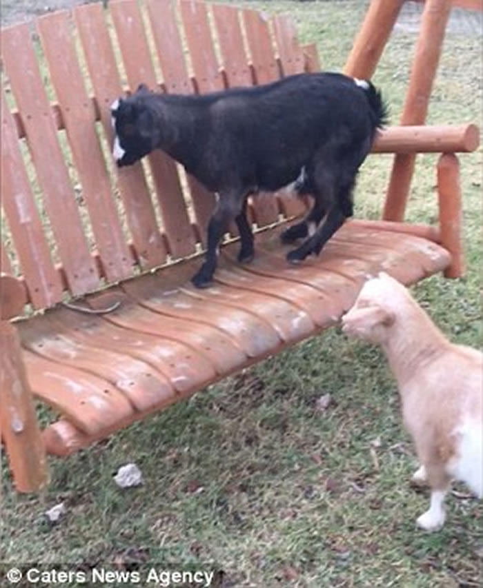 ������������һֻɽ���Ŵ��� ������ǧ̫�����赹