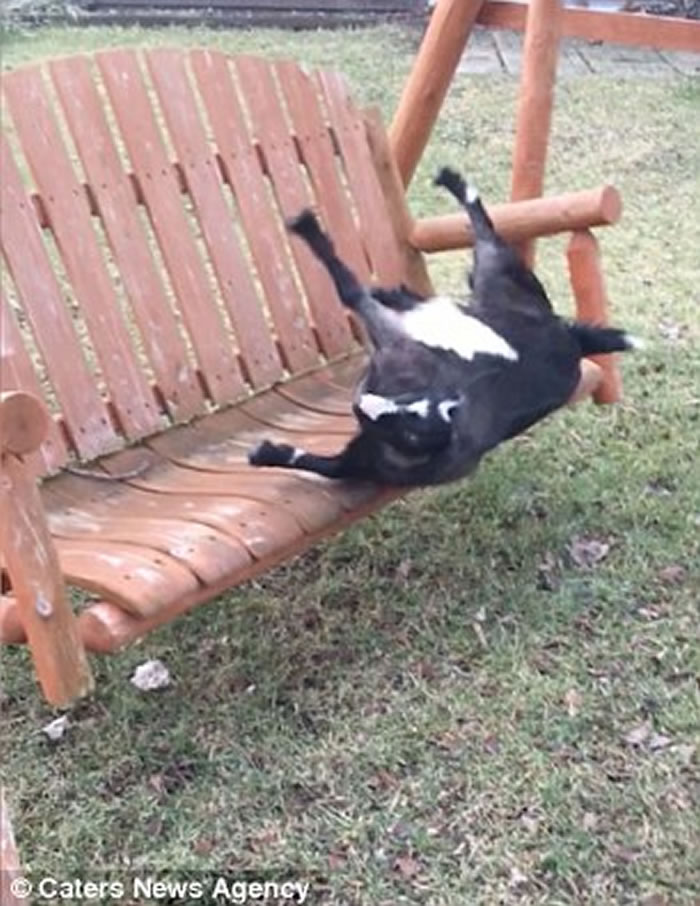 ������������һֻɽ���Ŵ��� ������ǧ̫�����赹