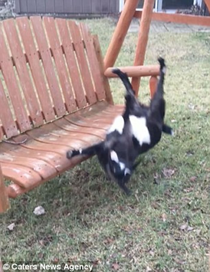 ������������һֻɽ���Ŵ��� ������ǧ̫�����赹