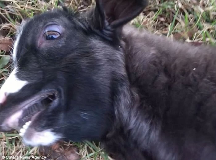 ������������һֻɽ���Ŵ��� ������ǧ̫�����赹