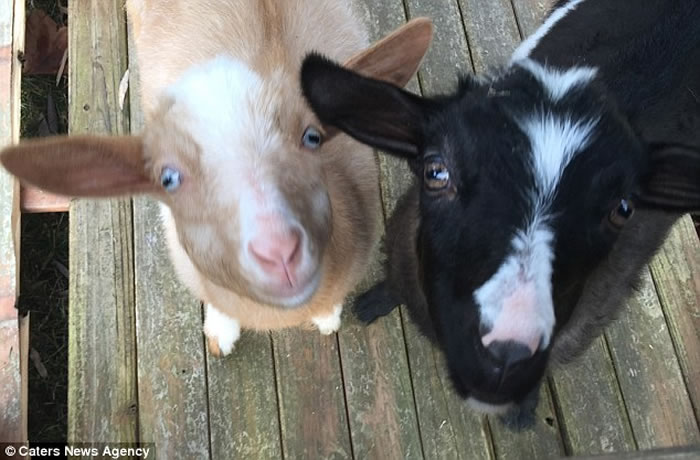 ������������һֻɽ���Ŵ��� ������ǧ̫�����赹