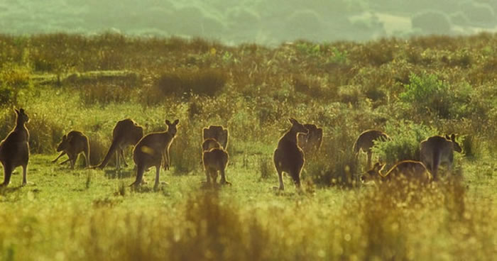 袋鼠是澳洲国宝。