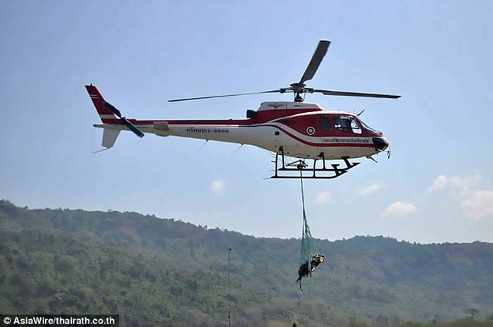 泰国直升机运送亚洲黑熊到巴真府国家公园 却从空中摔下惨死