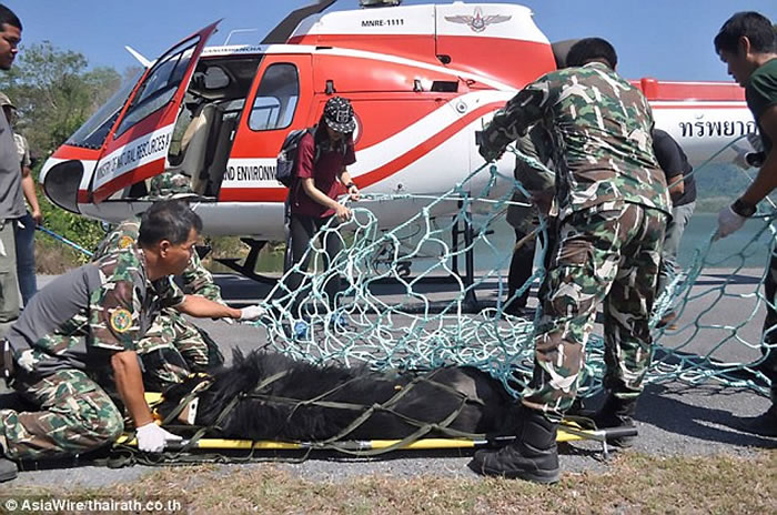 泰国直升机运送亚洲黑熊到巴真府国家公园 却从空中摔下惨死