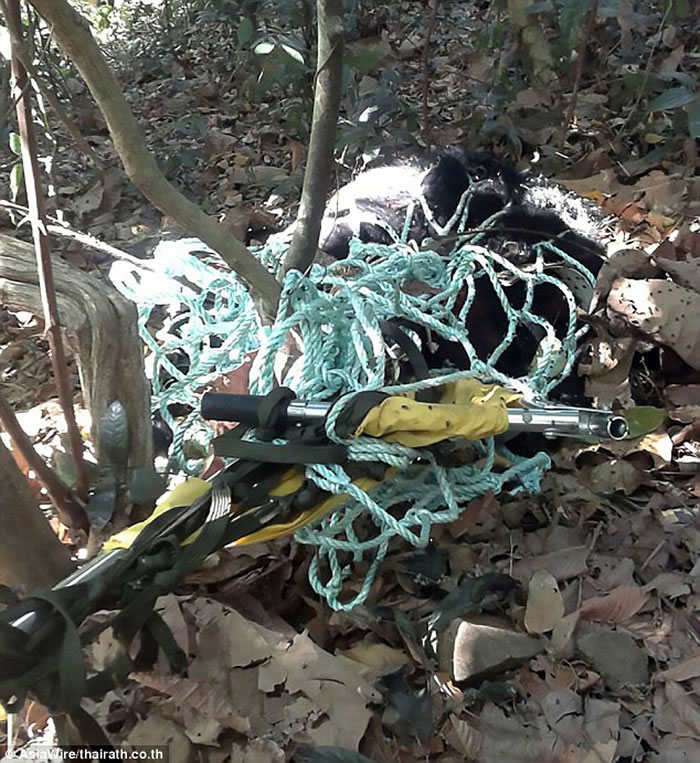 泰国直升机运送亚洲黑熊到巴真府国家公园 却从空中摔下惨死