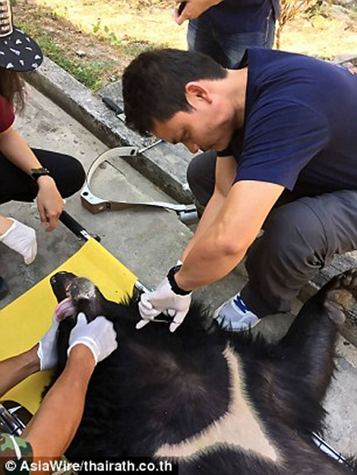 泰国直升机运送亚洲黑熊到巴真府国家公园 却从空中摔下惨死