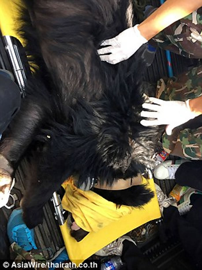 泰国直升机运送亚洲黑熊到巴真府国家公园 却从空中摔下惨死