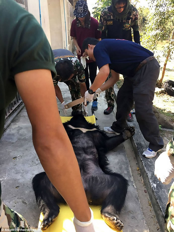 泰国直升机运送亚洲黑熊到巴真府国家公园 却从空中摔下惨死