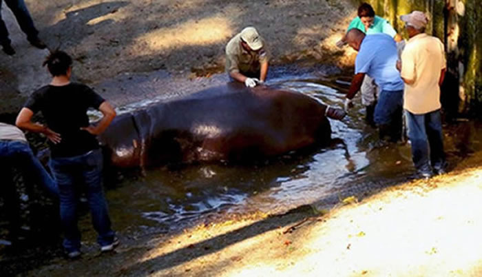 �����������߶���Ҷ���԰15����������ü�Ӳ��������