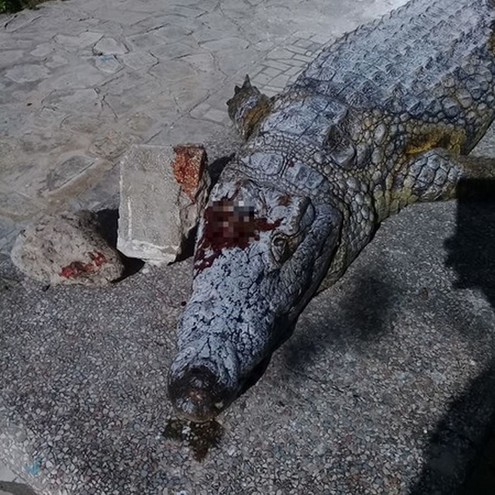 突尼西亚动物园鳄鱼被游客拿石头砸死 - 神秘的
