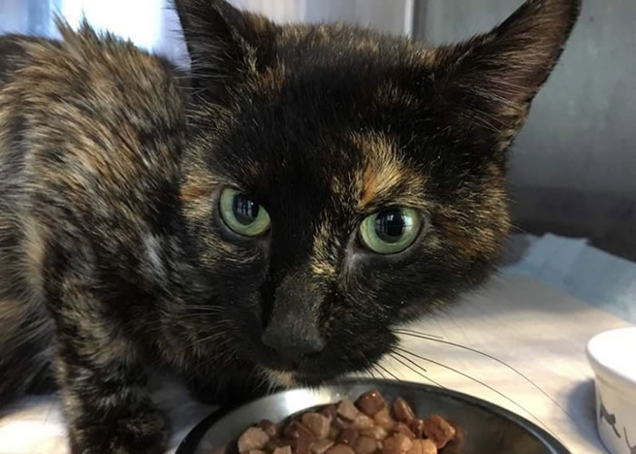 Pepper搭错车,一去就是半年。