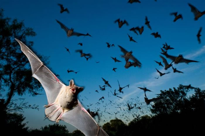 ÷ɭ㳲īβ PHOTOGRAPH BY JOEL SARTORE, NATIONAL GEOGRAPHIC CREATIVE