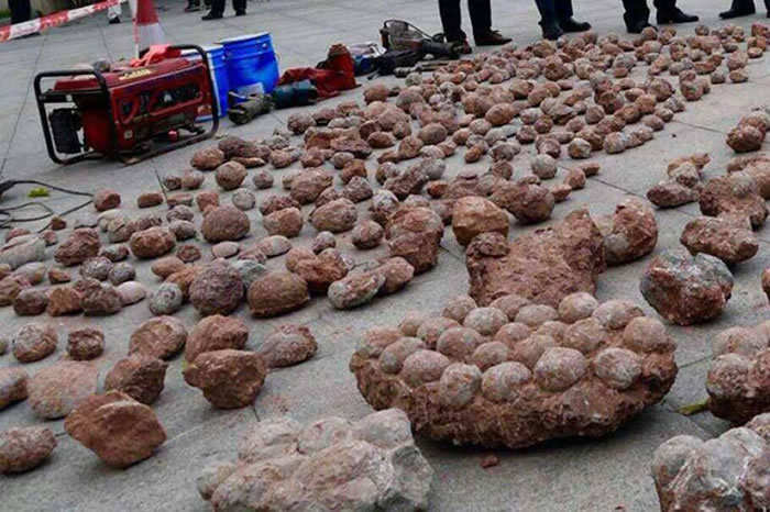 河源恐龙蛋数量居全球第一