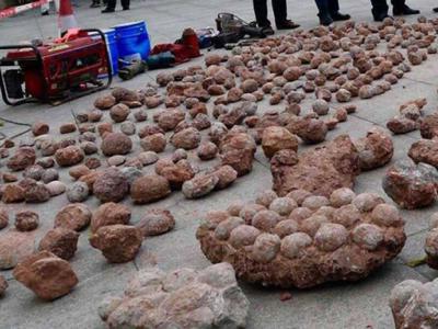 突尼西亚动物园鳄鱼被游客拿石头砸死 - 神秘的