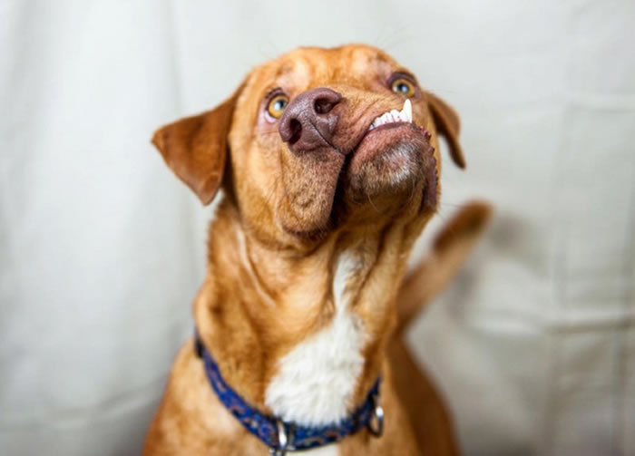 畸形狗“毕加索”差点被安乐死后重获新生