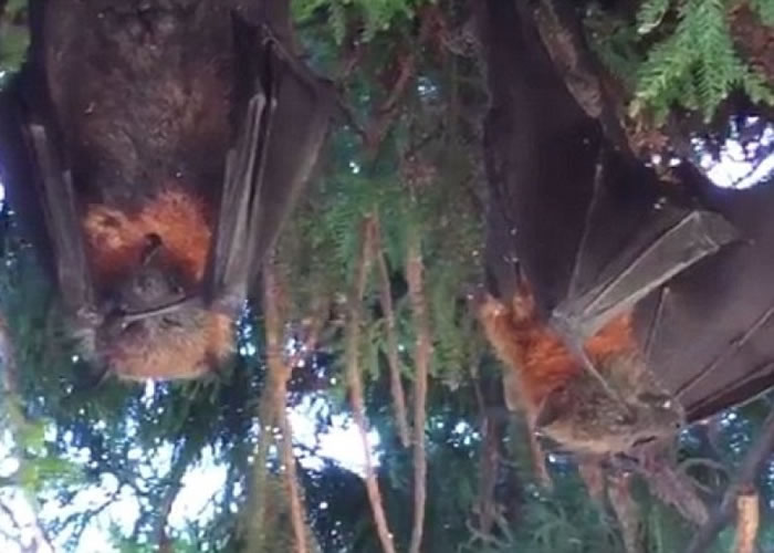 有蝙蝠倒挂在树上成干尸。