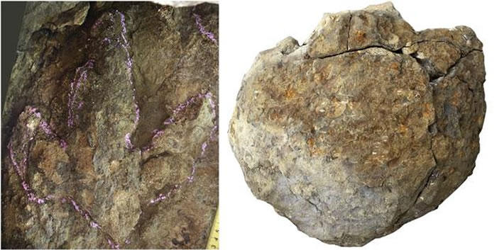 中外古生物学者宣布在吉林省延边朝鲜自治州发现恐龙足迹群