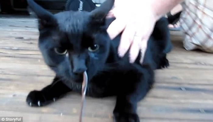 好奇害死猫:美国黑猫捉到蛇想吃掉 谁知蛇从鼻孔钻出