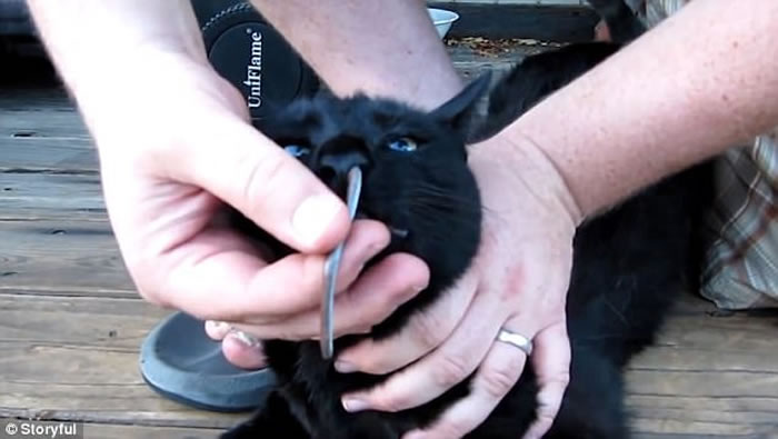 好奇害死猫:美国黑猫捉到蛇想吃掉 谁知蛇从鼻孔钻出