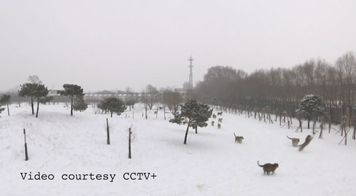 西伯利亚虎追逐无人机的影片很可能来自中国的老虎饲养场
