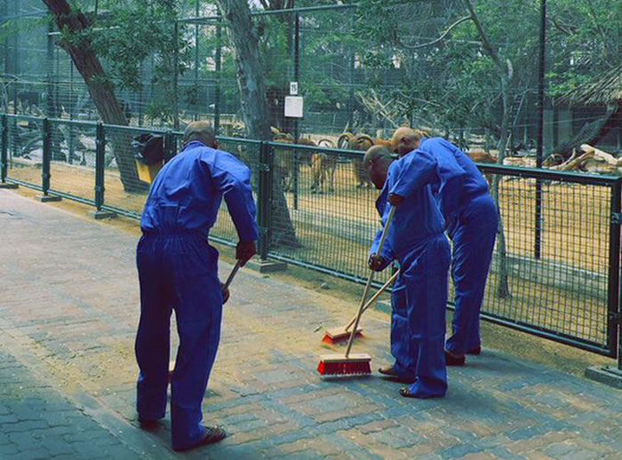 迪拜3名虐猫男子遭逮捕,并被罚连续打扫动物园90天。(图/美联社)