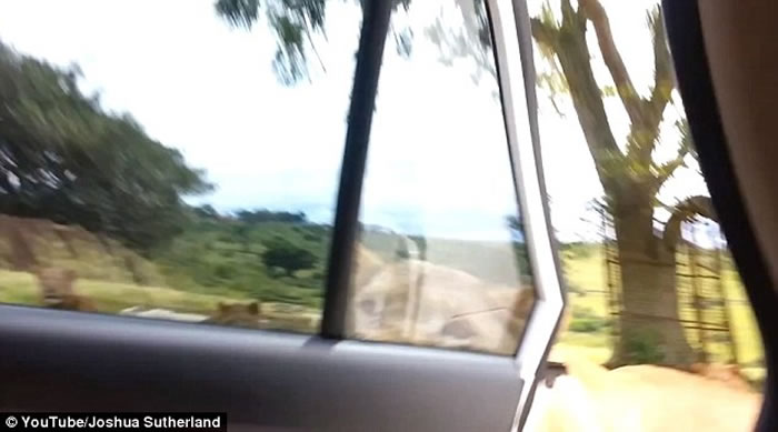 һ˿ϷҰ԰ι ĸʨͻȻҧ