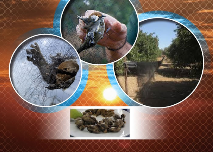 ����·˹һ��Ӣ�����ص�����ȥ���＾������ʮ��ֻ���ݱ��˷Ƿ���ɱ��