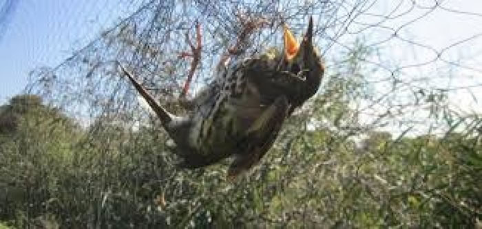 �������Ӱ���ȥ��ȸ���͵����ز������Ƴɲ�ʽ���ۡ�