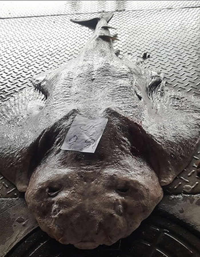 台湾扁鲨?台湾台东县渔船捕获罕见怪鱼