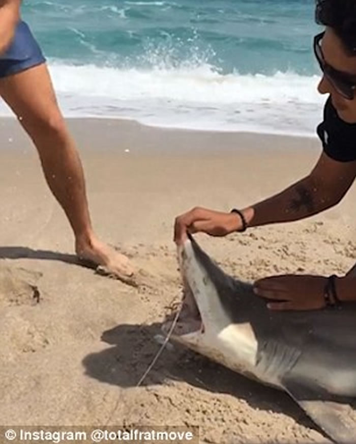 美国大学生捉来鲨鱼强行张开嘴 用鲨鱼利齿当作开罐器开啤酒