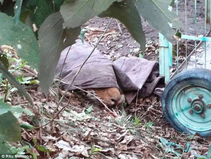 ӡ�ȱ������ϻ�ҧ������Χ�� ������������ʱȴ������ѹ��