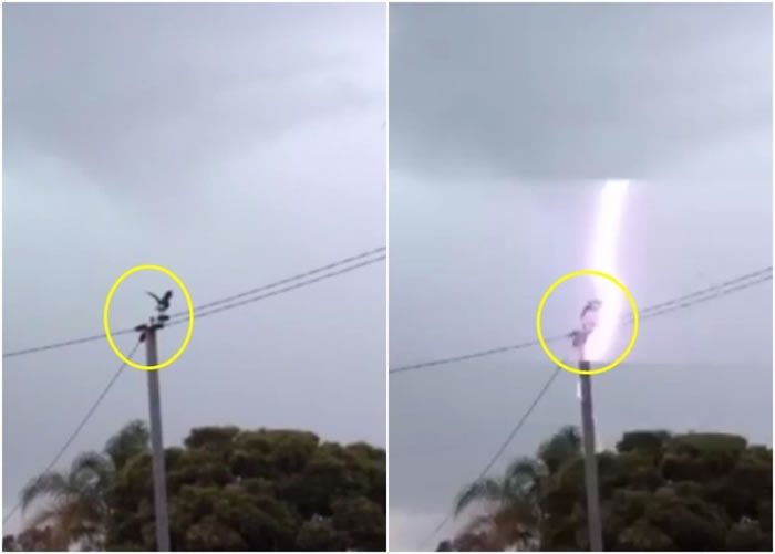 雷电劈中电线杆,停在上面的雀鸟被打中。