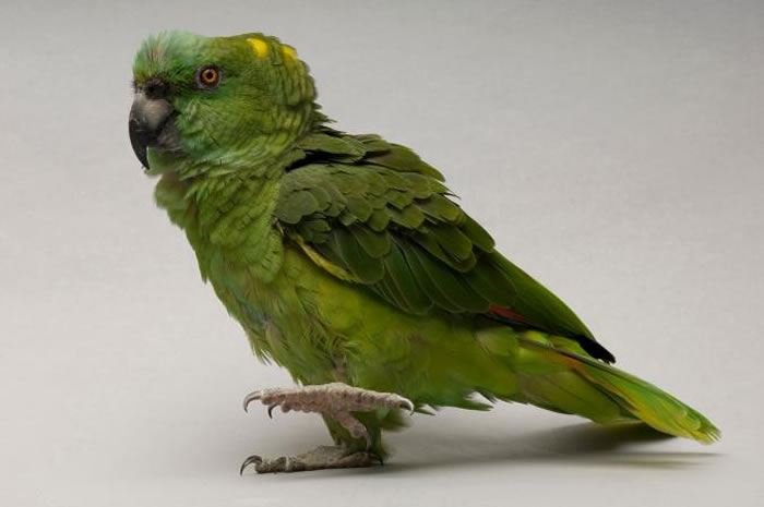 �����޵Ļƾ�����ѷ���ģ�Amazona auropalliata����ī������˽�������ܻ�ӭ�Ļ��嶯� PHOTOGRAPH BY JOEL SARTORE,