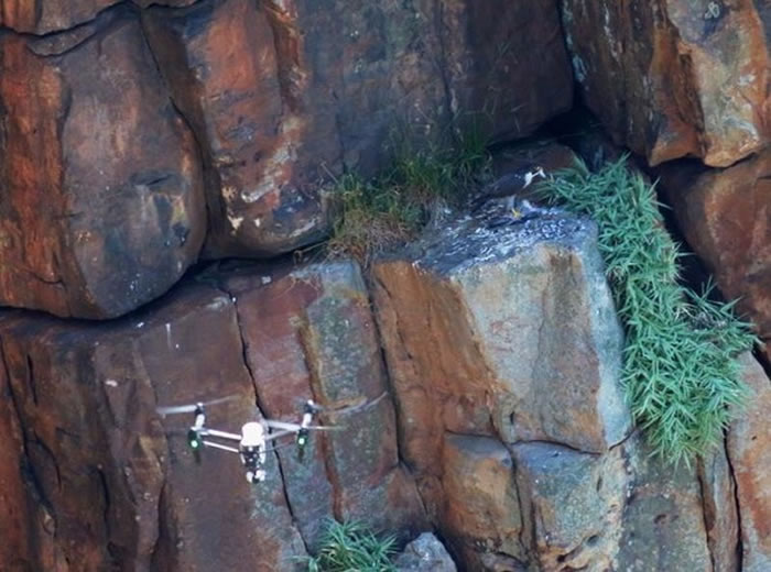 游隼若受到惊吓可能弃巢,幼雏会因此死亡。(图/新北市动保处提供/鸟友提供)