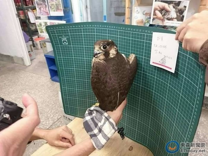 待野放的游隼。(图/桃园市政府农业局提供)