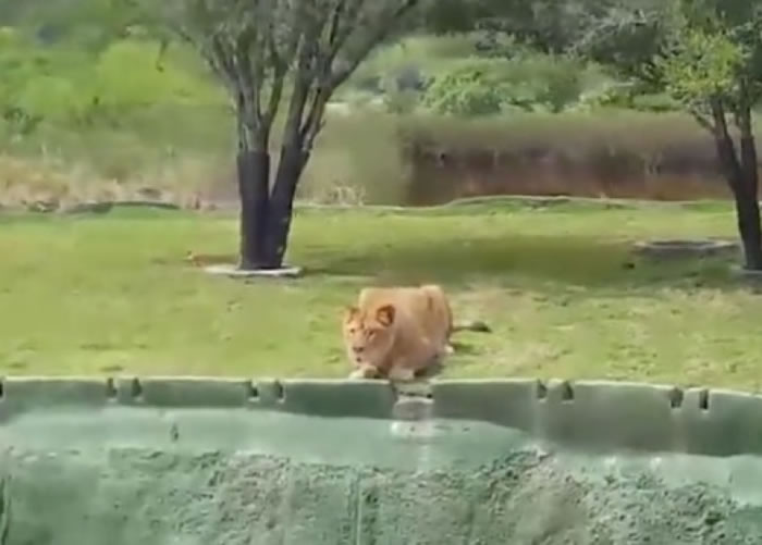 不忍挑衅想扑击游客 墨西哥野生公园狮子掉入河中