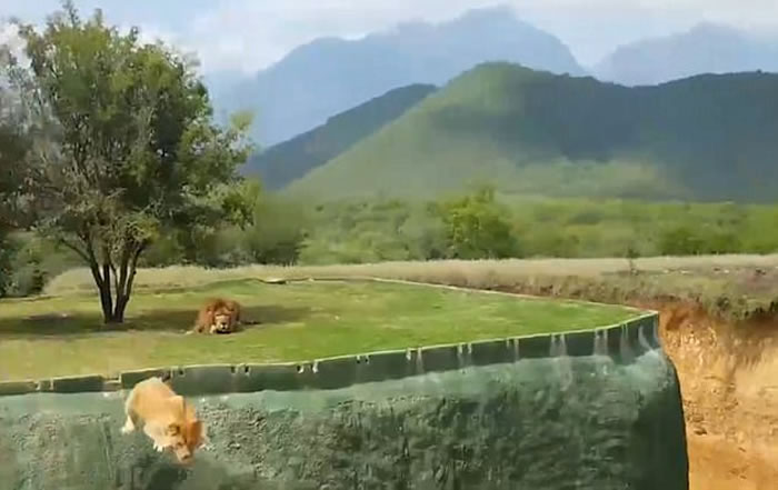 不忍挑衅想扑击游客 墨西哥野生公园狮子掉入河中