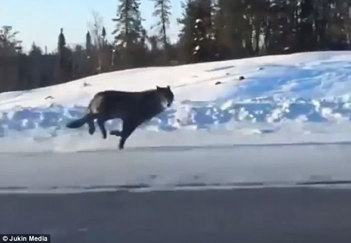加拿大高速公路惊现两奔跑巨狼