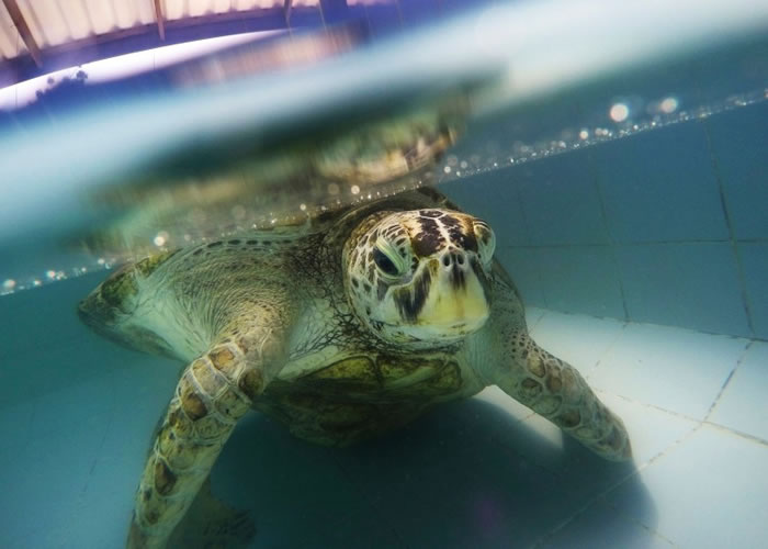 �����С����ղ��Ҳ��š�