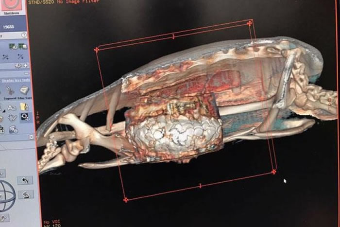 ���Զϲ�ɨ���ͼ����ʾ�������θ�ڲ��д��Ӳ�ҡ�