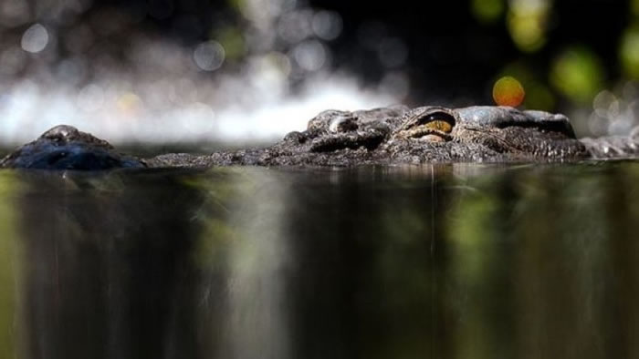鳄鱼在澳洲的河川横行。(资料图片)